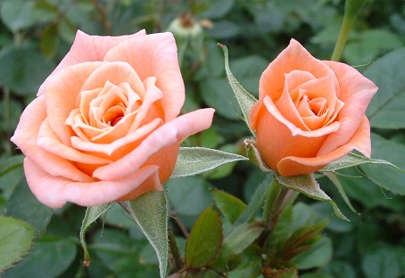 Patio Climbing Rose Niceday x 5 plants