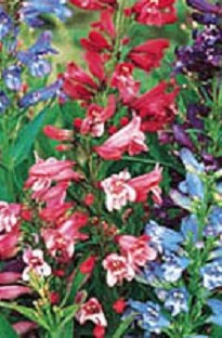 Penstemon Rondo x 10 young plants