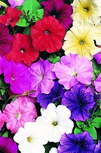 Petunia Frenzy Multiflora Mix x 50 plants +16 FREE