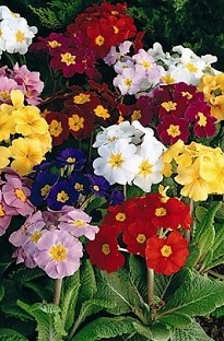 Polyanthus F1 Crescendo Mixed