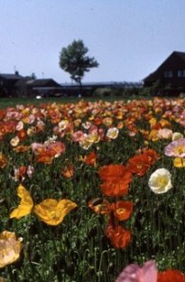 Poppy Aurora Borealis Mix x 200 seeds