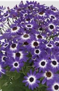 Blooming Direct Senetti Bi Colour Blue x 5 plants