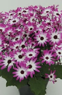 Blooming Direct Senetti Magenta Bicolour x 5 plants