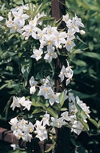 Solanum (Potato Vine) x 5 young plants