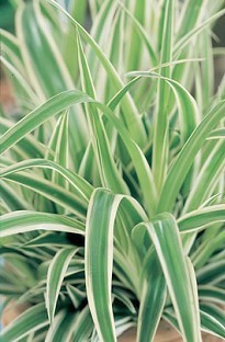 Spider Plant x 5 plants