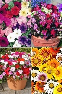 Spring Bedding Plants x 240 plug plants