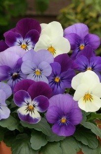 Viola Angel Blues Mixed x 66 plants