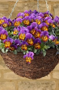 Viola Avalanche Bronze x 60 plug plants