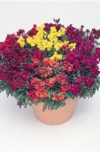 Wallflower Bloomsy Baby x 50 plants + 16 FREE