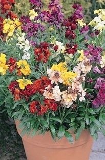 Blooming Direct Wallflower Sunset Mix x 24 plants