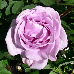 Blue Moon Hybrid Tea Rose