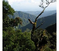 Mountains and Jenolan Caves Tour - Child