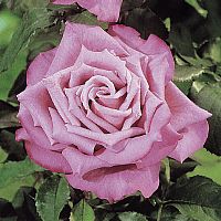 Blue River Hybrid Tea Rose