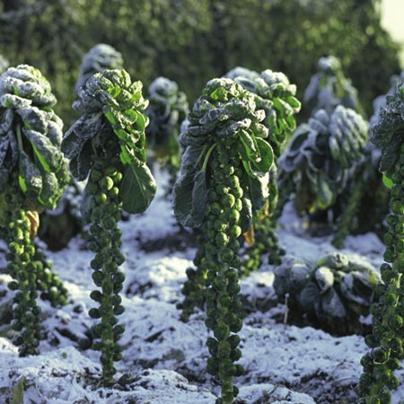 Brussels Sprout Cumulus F1 Seeds Average Seeds 40