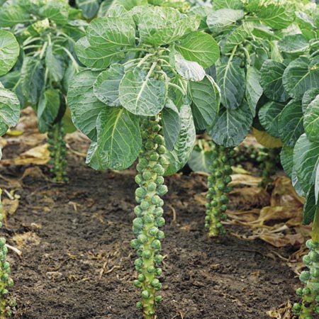 brussels Sprout Millennium Seeds Average Seeds 45