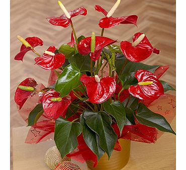 Christmas Anthurium Plant XANTH