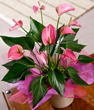 Exotic Anthurium Plant PANTHU