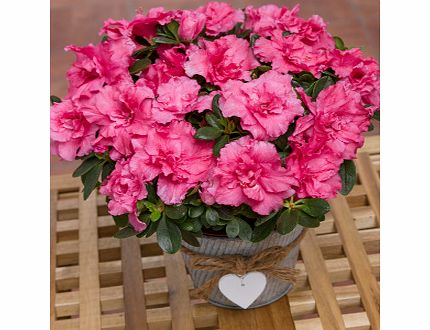 Pink Azalea in Heart Pot PAZCH