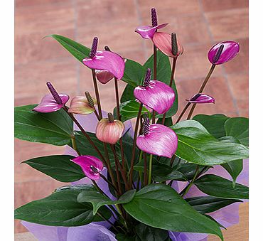 Purple Anthurium in crate PACRT