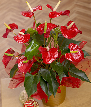 Red Anthurium Plant XANTH