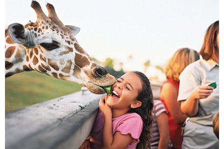 Busch Gardens Serengeti Safari