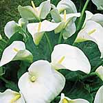 Calla Aethiopica 247244.htm