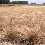 Carex Curly Whirly Seeds