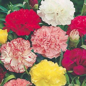 Carnation Chabaud Giant Mix Seeds