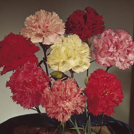 Carnation Floristan Seeds Average Seeds 70