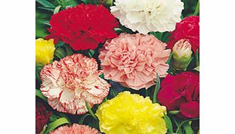 Carnation Plants - Chabaud Giant Mix