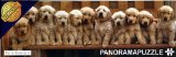 Panorama Puzzle Golden Retrievers