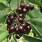 Cherry Regina