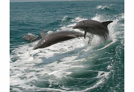 with Dolphin Encounter - Child