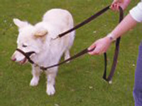 Company of Animals Halti Training Lead (Large)