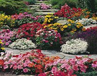 Complete Garden Bedding Plant Offer