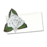 large pale ivory open roses
