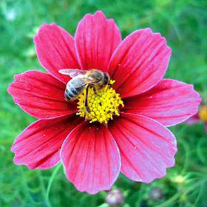 Cosmos Antiquity Seeds