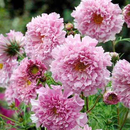 Rose Bonbon Seeds (Cosmea) Average Seeds 65