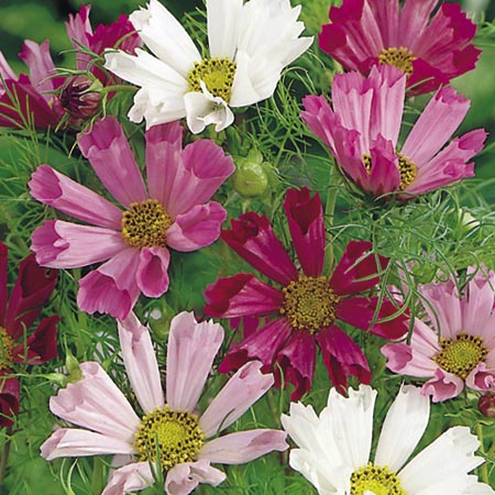 COSMOS Sea Shells Mixed Plants Pack of 30 Garden