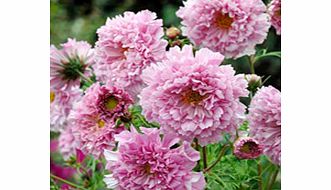 COSMOS Seeds - Rose Bonbon