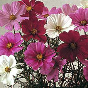 cosmos Sensation Mixed Seeds