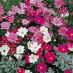 cosmos Sonata Mixed Seeds 420315.htm