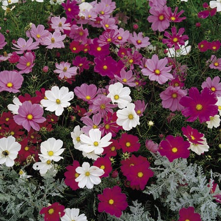 Sonata Mixed Seeds (Cosmea) Average Seeds