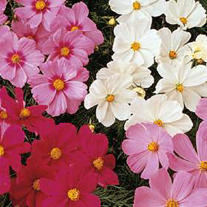 cosmos Sonata Mixed Seeds