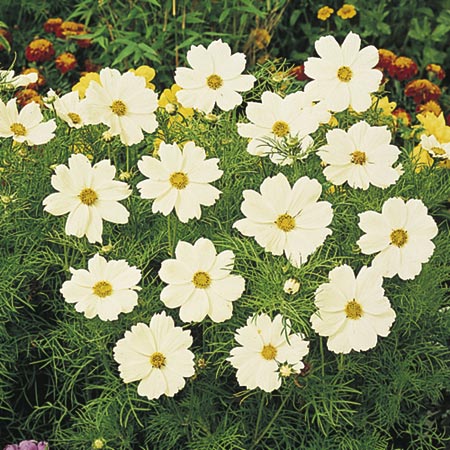 Sonata White Seeds (Cosmea) Average Seeds