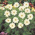 cosmos Sonata White Seeds