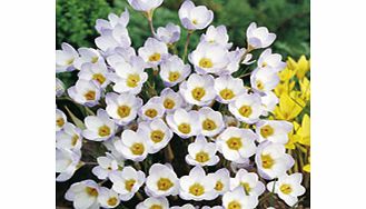 Crocus Bulbs - Blue Pearl