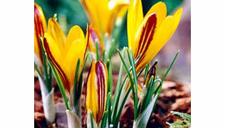 Crocus Bulbs - Cloth-of-Gold