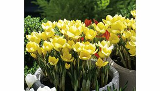 Crocus Bulbs - Cream Beauty