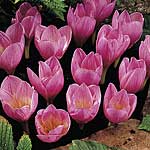 crocus Kotschyanus